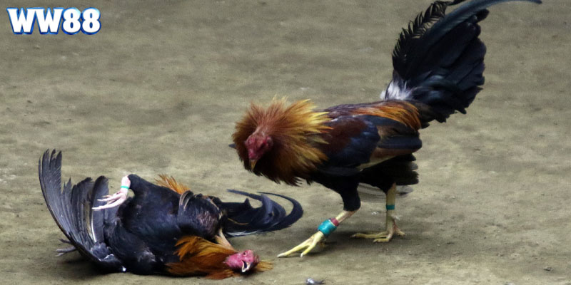 Tổng quan những nét cơ bản về sảnh đá gà WW88