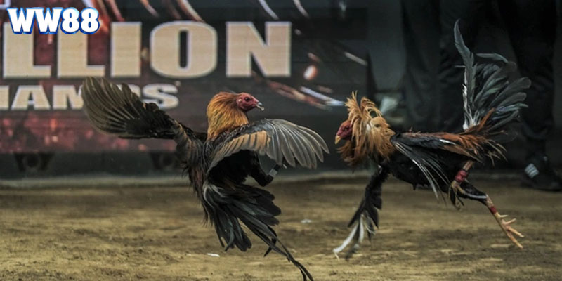 Ưu điểm mạnh nhất giúp sảnh cược được yêu thích